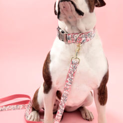 Fairesized_laminated_floral_dog_collar_bulldog