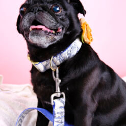 botanical dog collar pug engraved