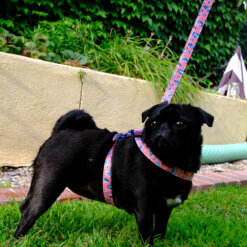 pug leopard dog harness pink feminine savannah