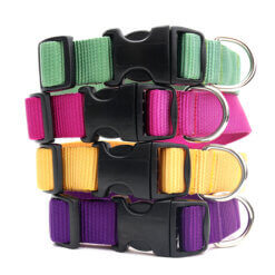 Nylon Webbing Dog Collars