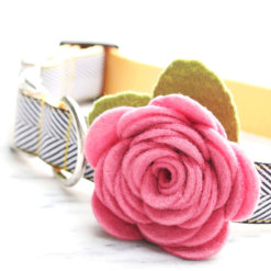 English Rose Dog Collar Rose Flower