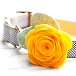 Gold Dog Collar Rose Flower