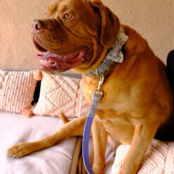 big dog bowtie mastiff canvasjpg