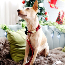 fox-holiday-collar