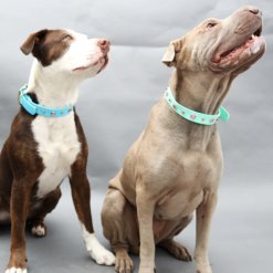 Dolly Pink Studded Collar Maeby Yuma