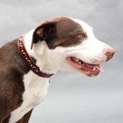 Maeby in Leather Johnny Black Studded Collar