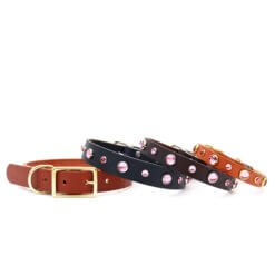 pink studded leather dog collar dolly