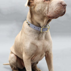 Yuma johnny waterproof collar