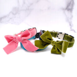 velvet bow collar fancy dog