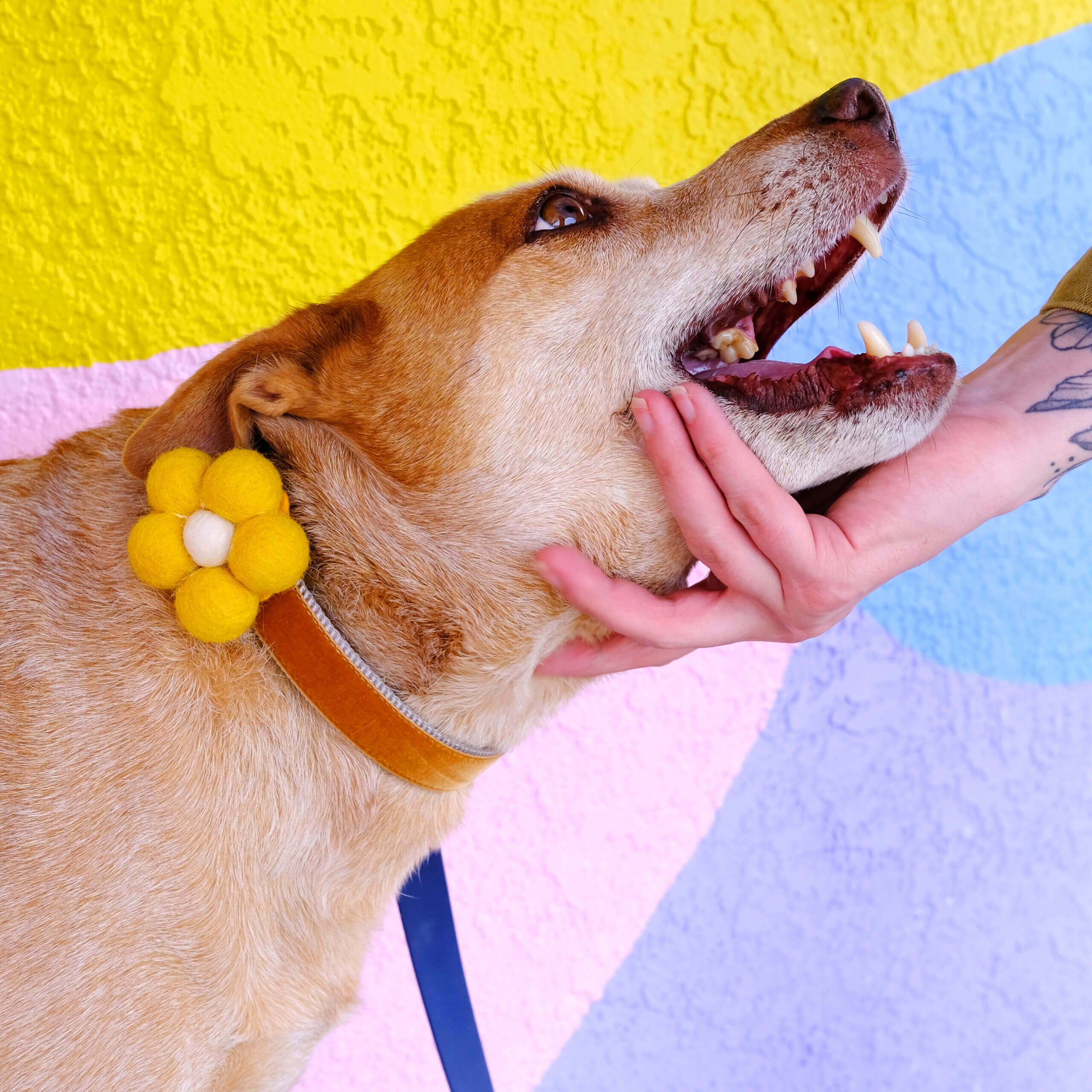 fox bubble dog collar flower