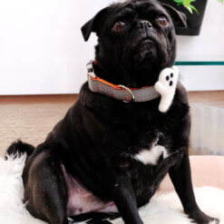 sesame halloween ghost