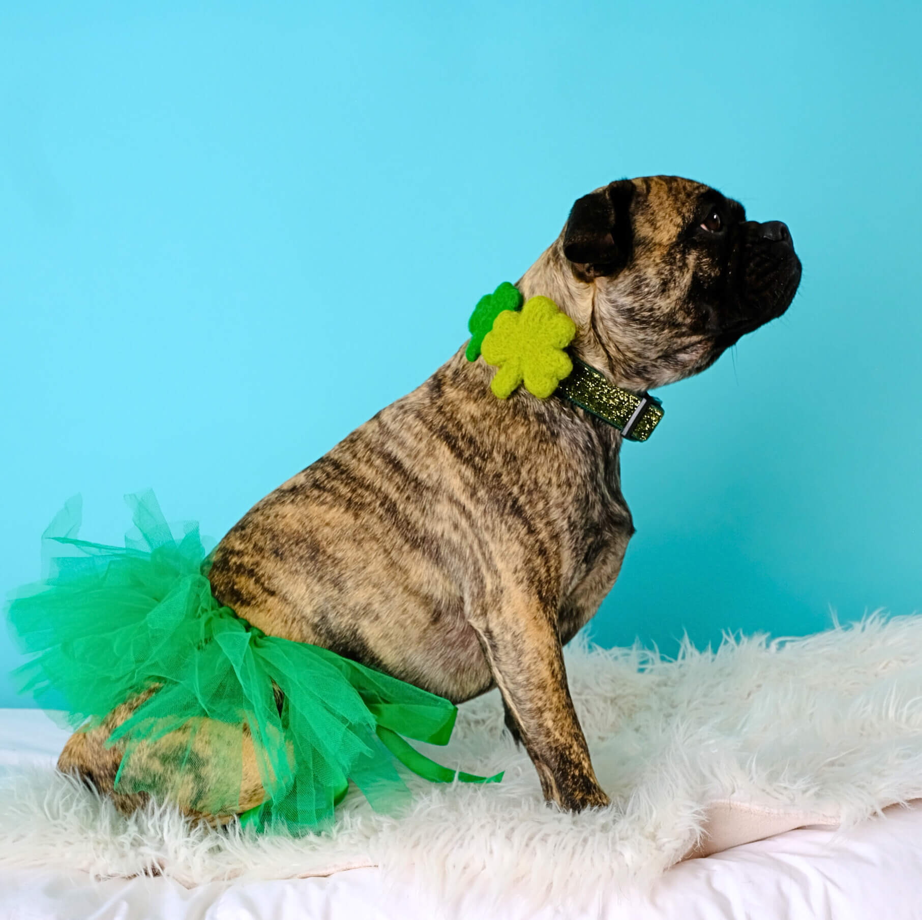 Clover Shamrock collar on Dog Clover Shamrock collar on Dog