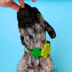 Clover Shamrock collar on Dog